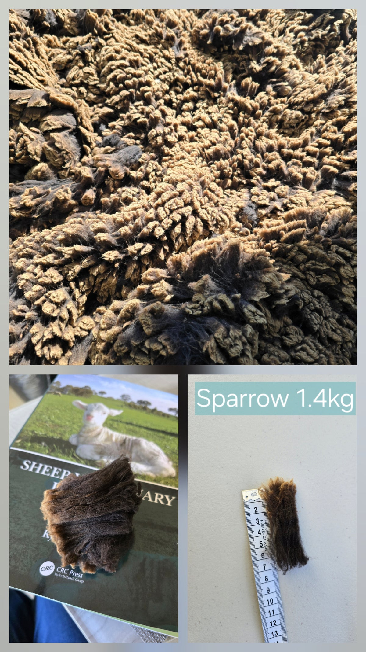 Sparrow (1.4kg)