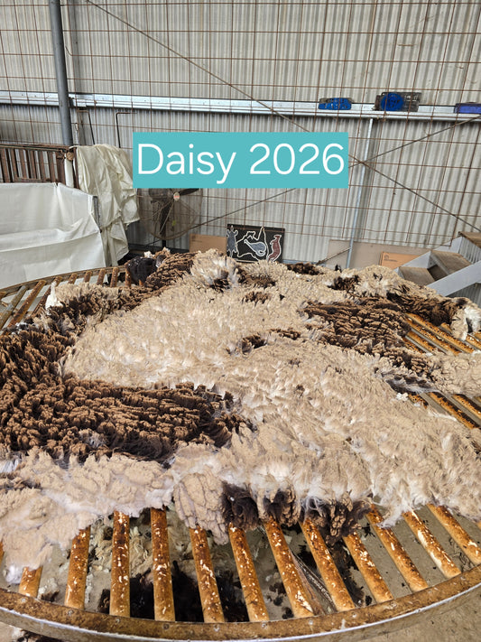 Daisy (1.5kg)