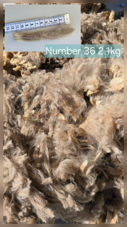Number 36 (2.1kg)
