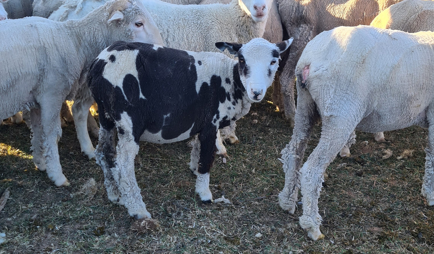 Daisy(1.3kg)