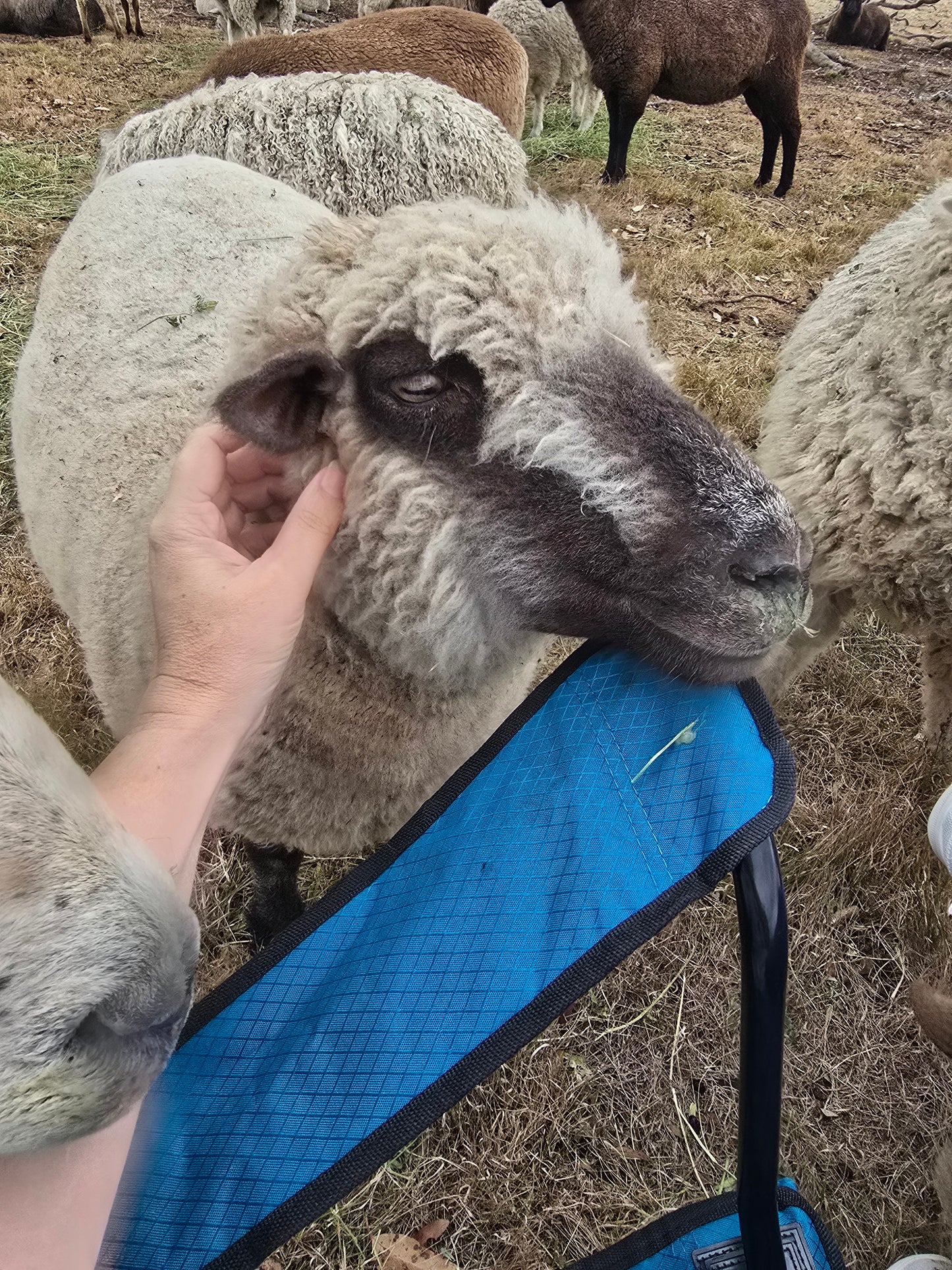 Shropshire (1.3kg)