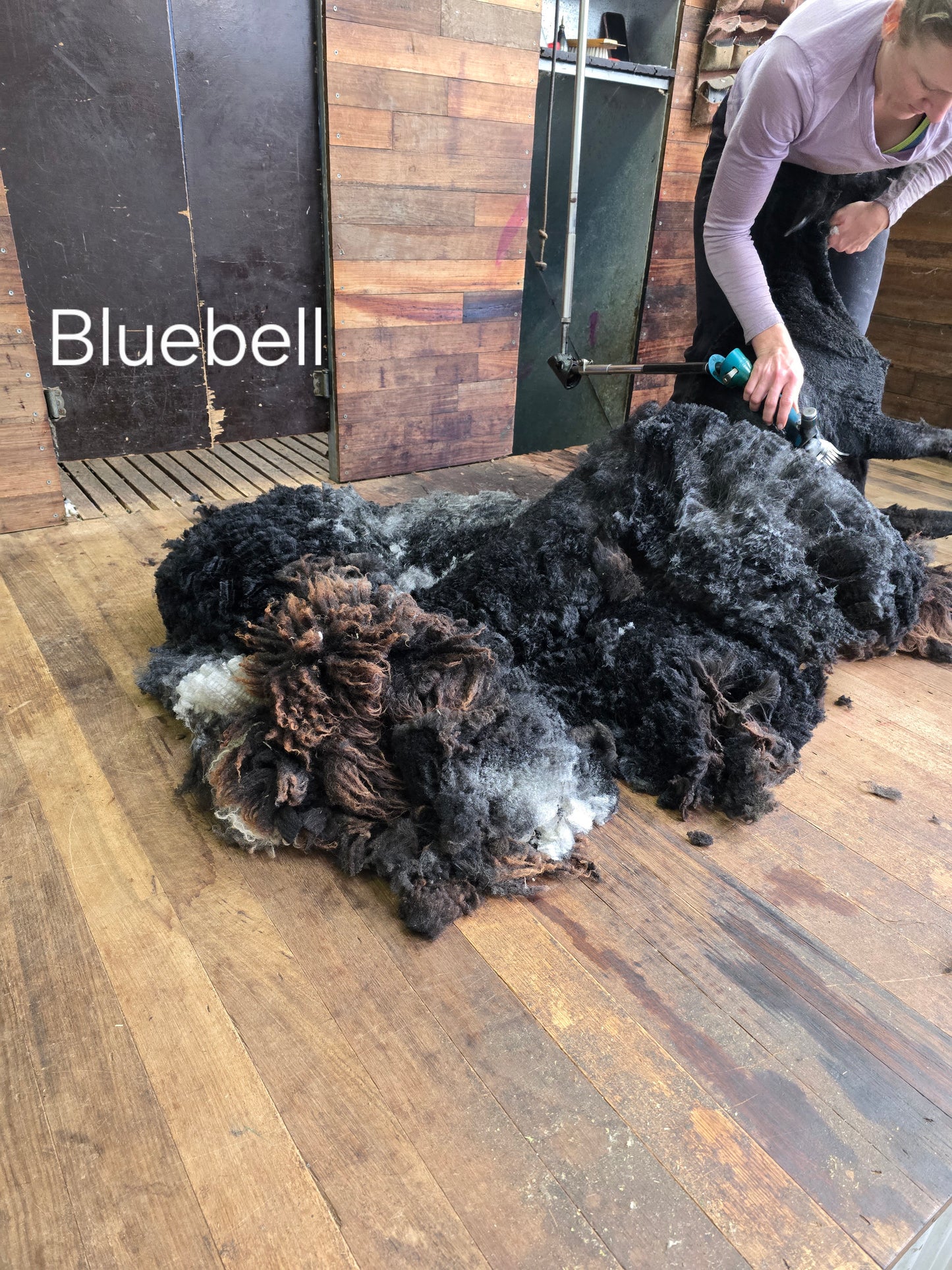 Bluebell (2.4kg)