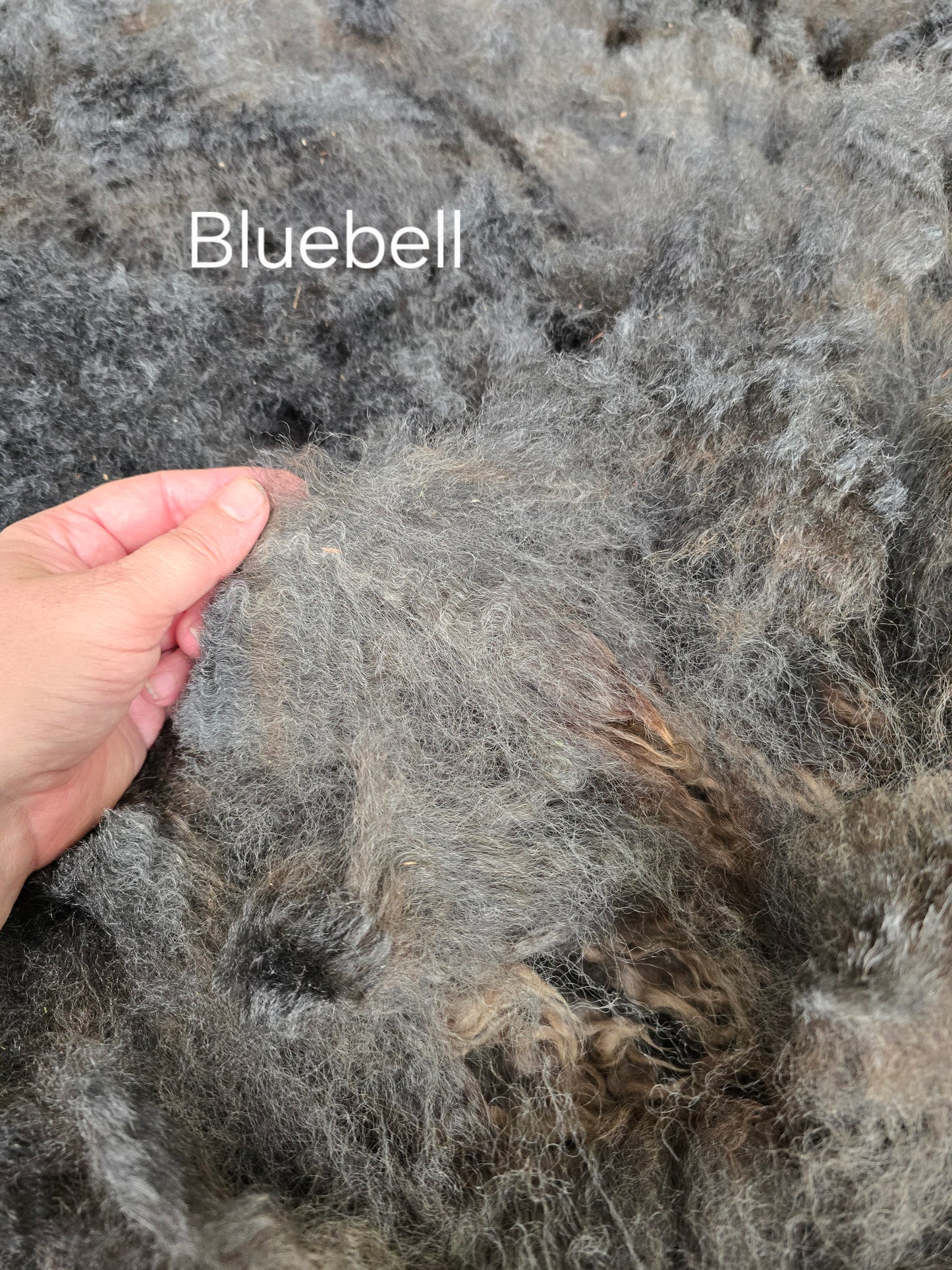 Bluebell (2.4kg)