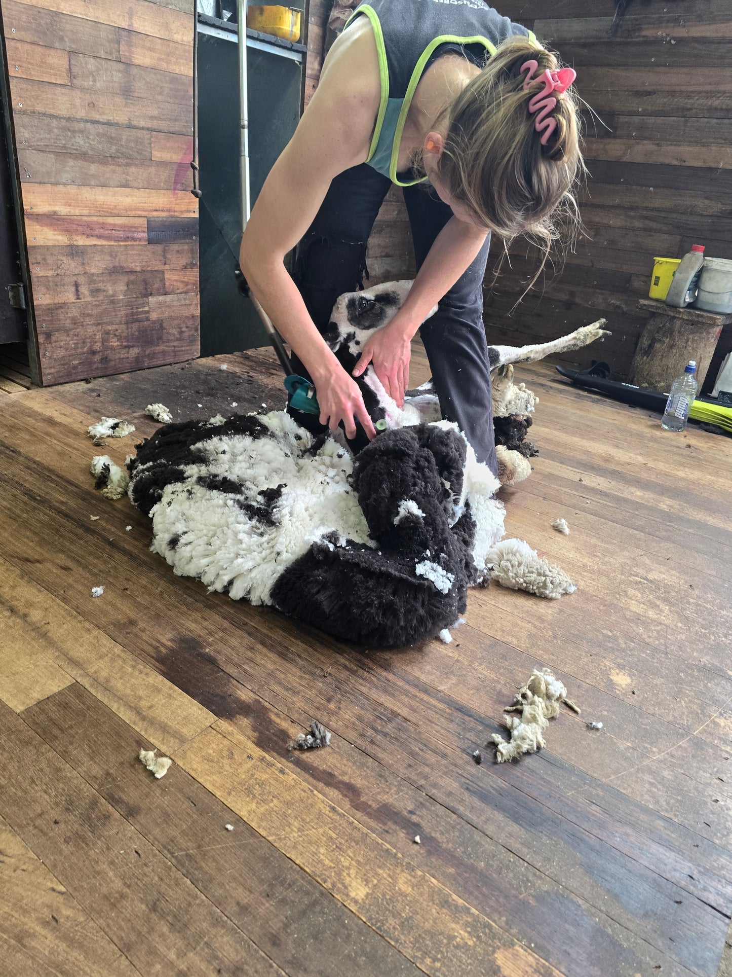Daisy(1.3kg)