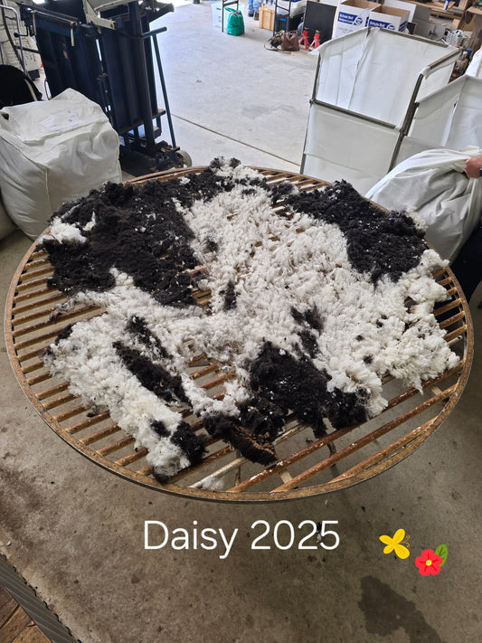 Daisy(1.3kg)
