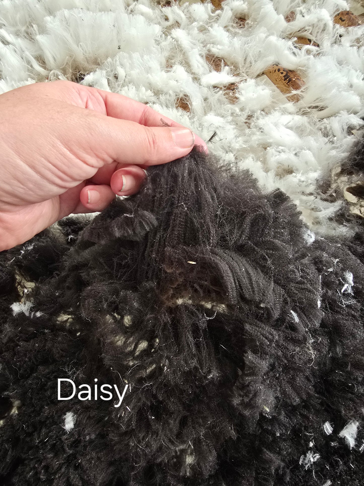 Daisy(1.3kg)