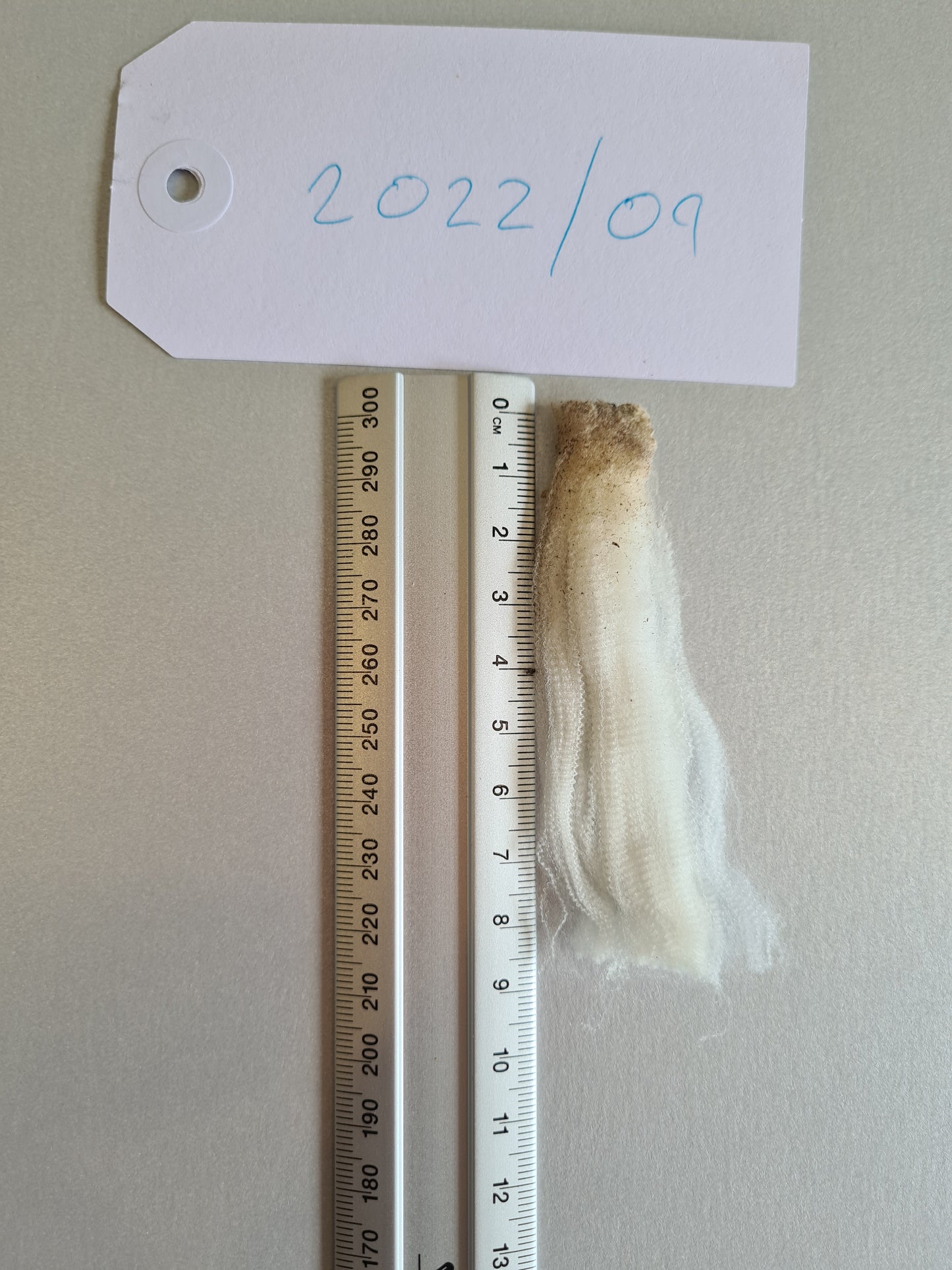 22/09 Superfine Merino 1.7kg