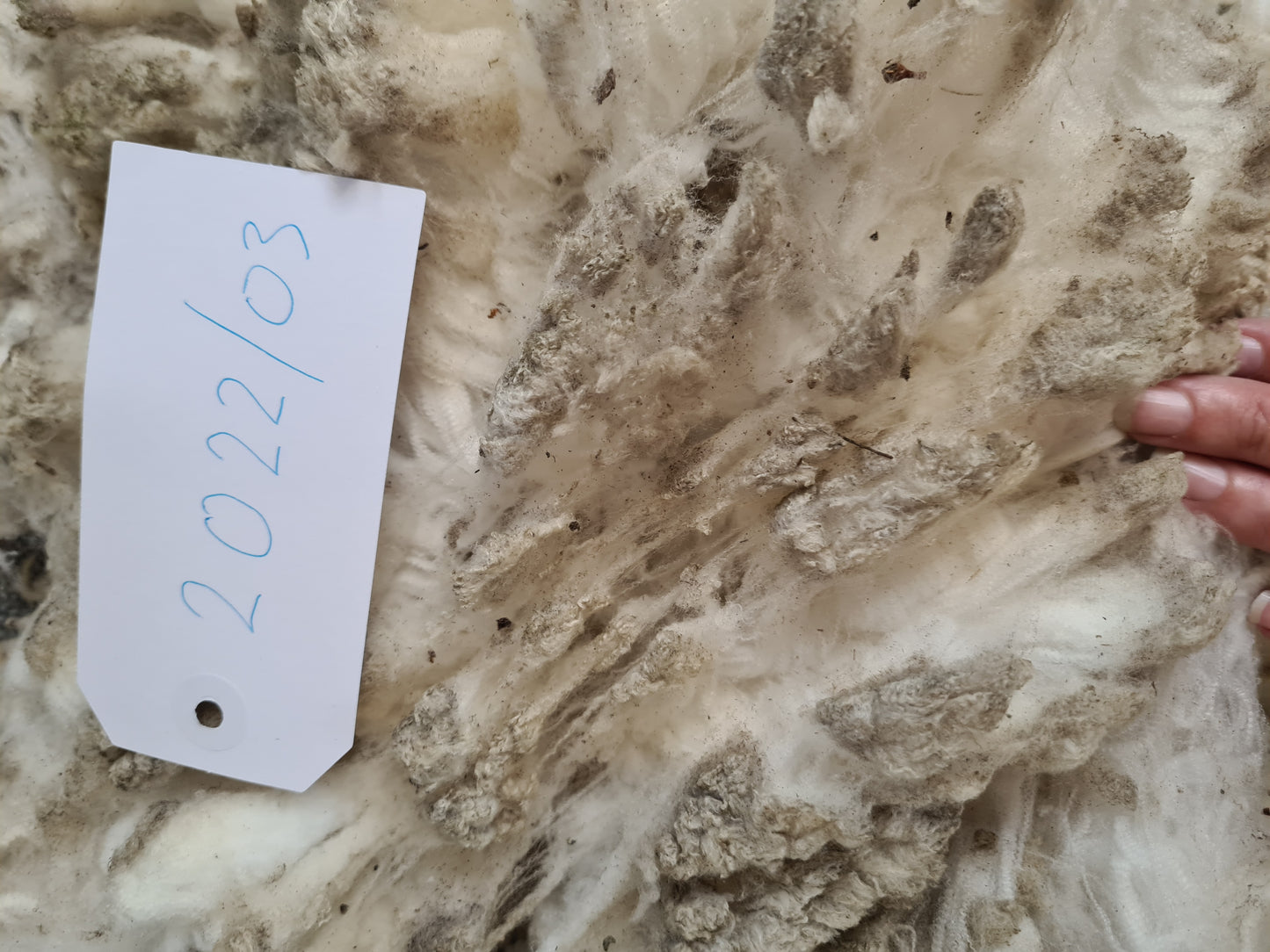 22/03 Superfine Merino 1.6kg